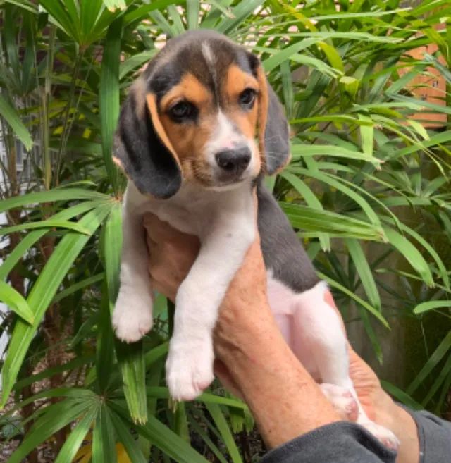 Cachorro, 3 filhotes de beagle, nascidos no 28 de maio
