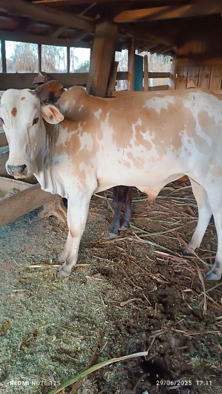 Tourinho,boi - Foto 2