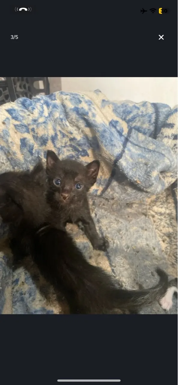 Filhote de gato preto para adoção