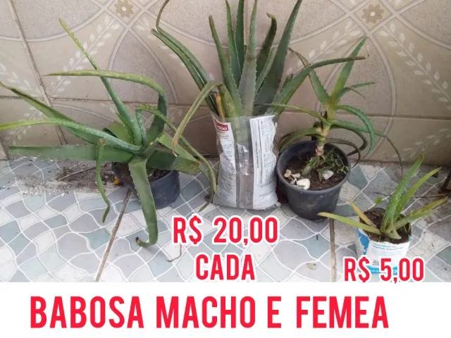 plantas diversas