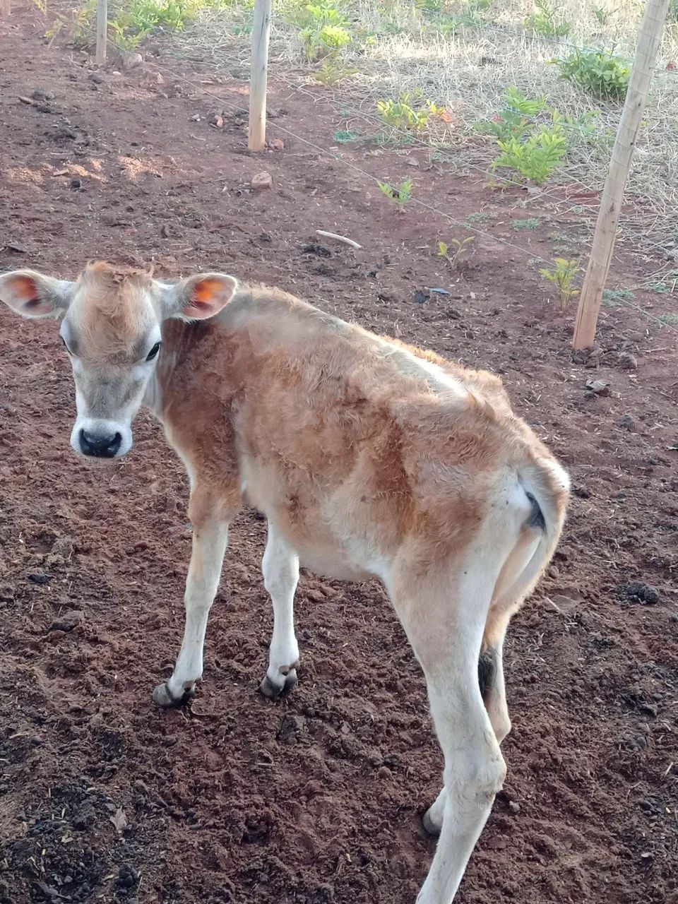 Bezerra jersey  - Foto 5