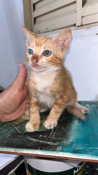 Gatinho laranja para adoção 