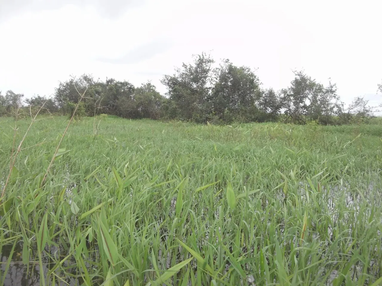 Vendo fazenda de 15.000 hectares em Pracuúba - AP