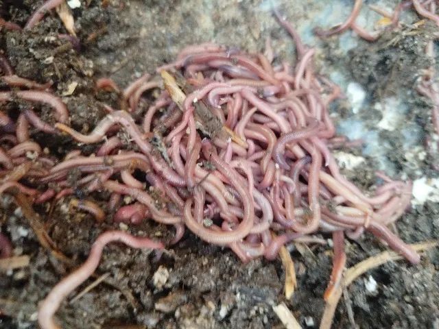 200 Minhocas vermelhas da Califórnia, para compostagem. Não serve para pesca. - Foto 3