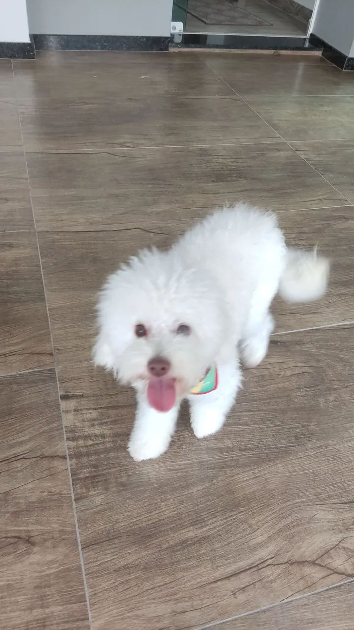 Cachorro Poodle Micro Toy