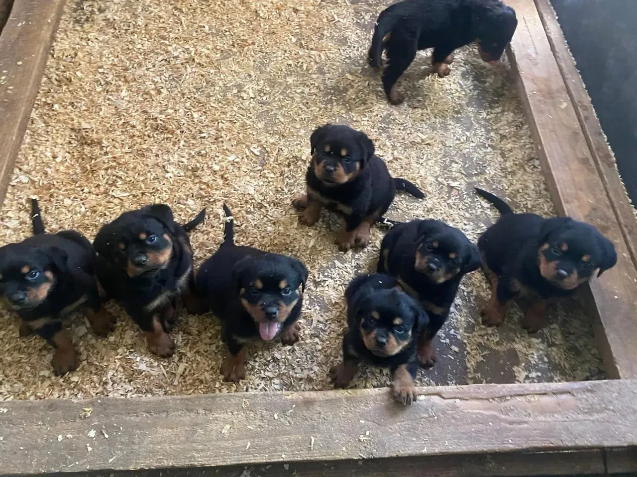 Filhotes de Rottweiler Chamar no WhatsApp : *
