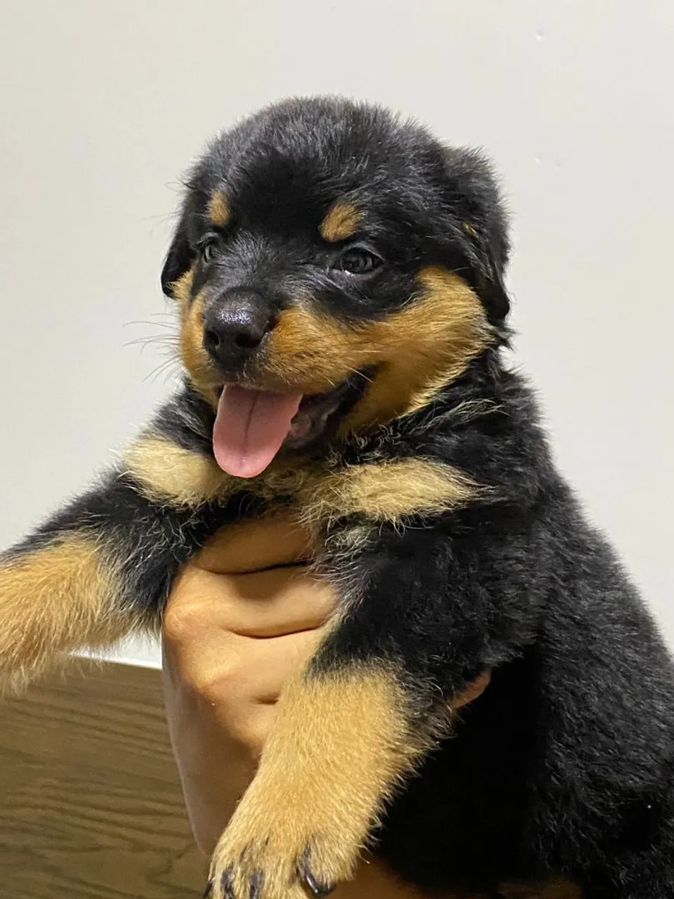 Rottweiler Cabeça de Touro