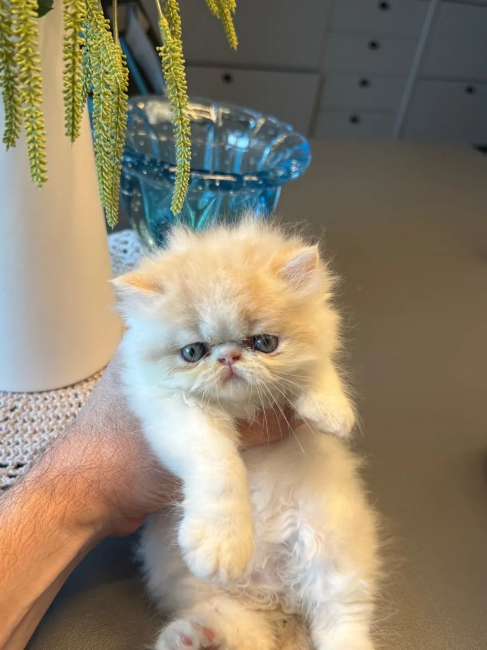 Gatinho Persa - Filhote Macho 