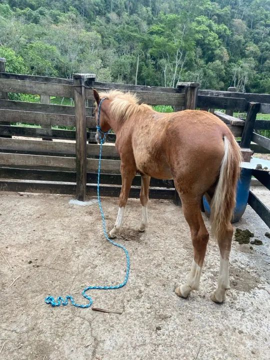 vendo potro macho  - Foto 4