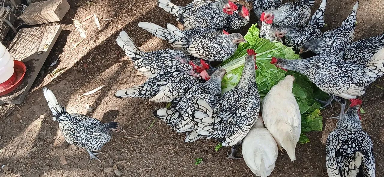 Vendo galize sebrait prata 