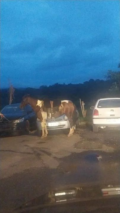 Vendo egua  - Foto 5