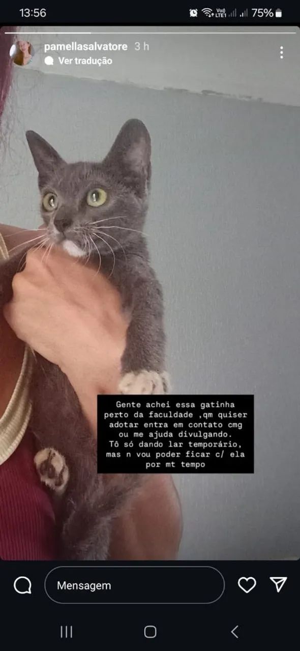 Gatinho cinza e branco disponível para adoção! - Foto 4