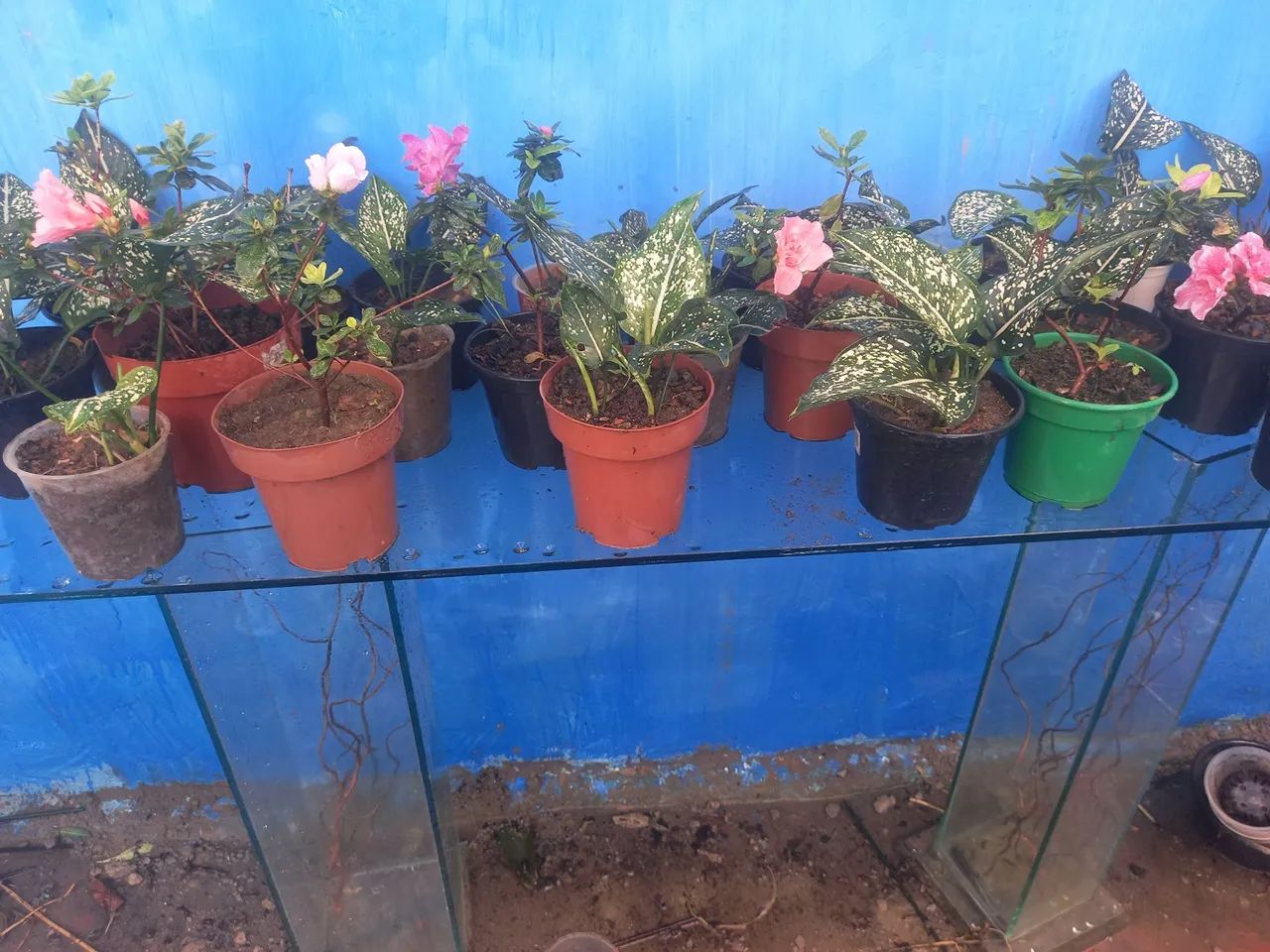   Vendi. Planta 10 reais cada - Foto 2