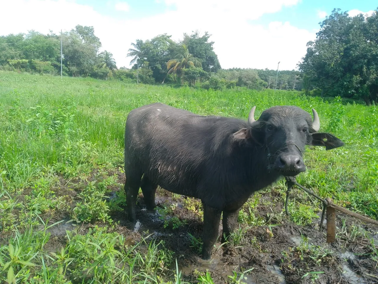 Búfalo