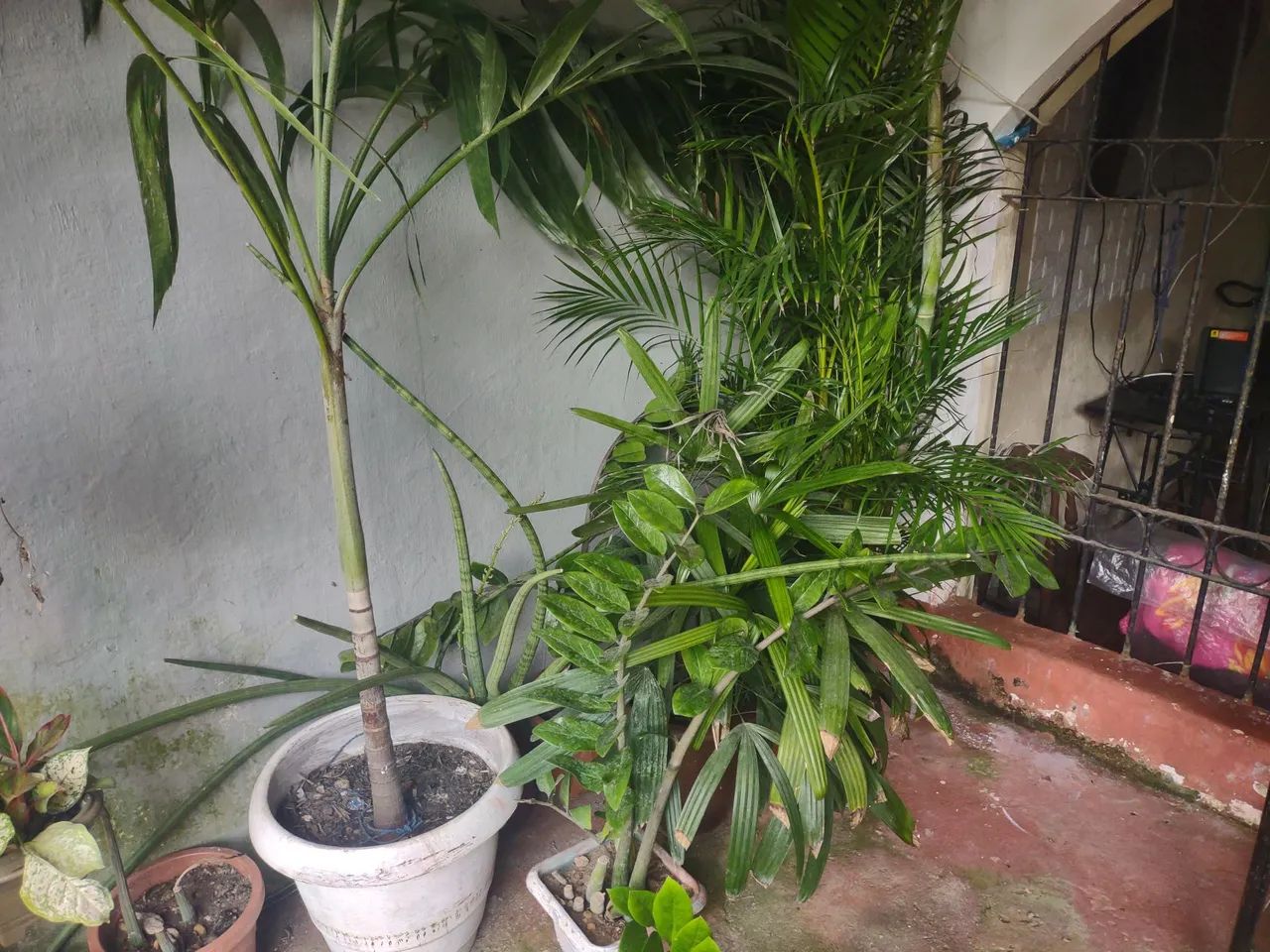 Vários tipos de plantas para jardim.a partir de 15 reais. - Foto 2