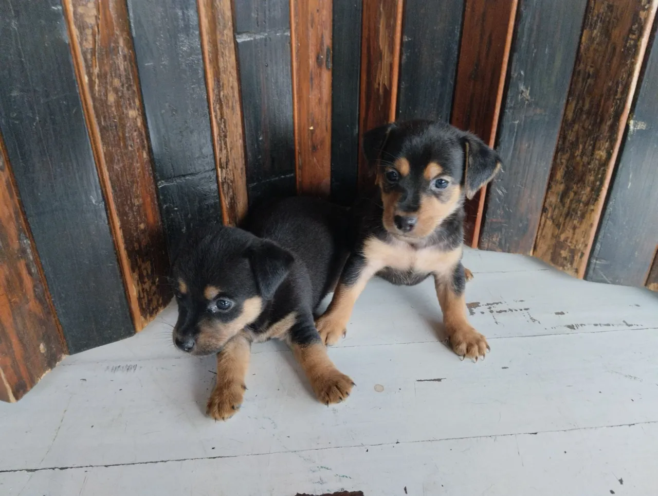 Filhotes de pinscher com dachshaund para doação