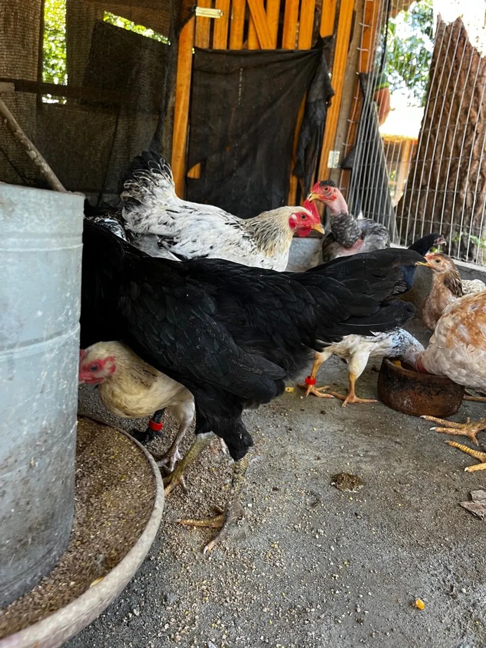 Frangas e frangos caipira  - Foto 3