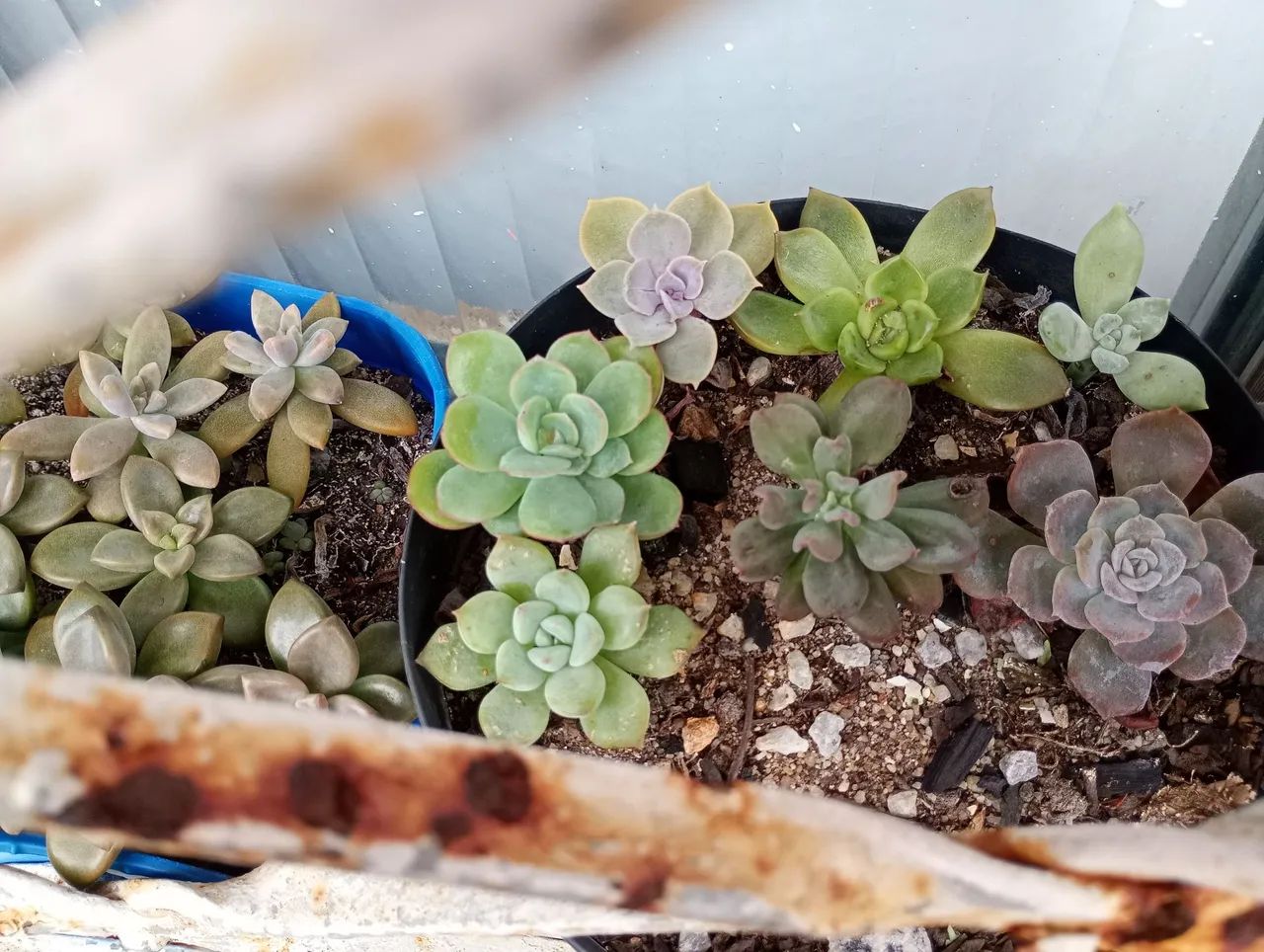 Suculentas e cactos 64167770530306124