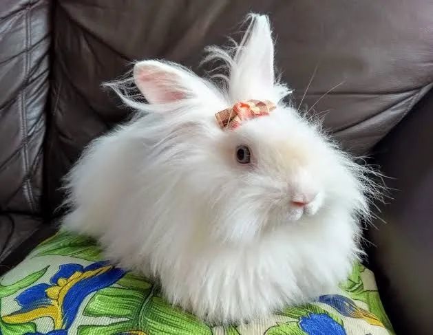 Coelhos e Mini Coelhos 