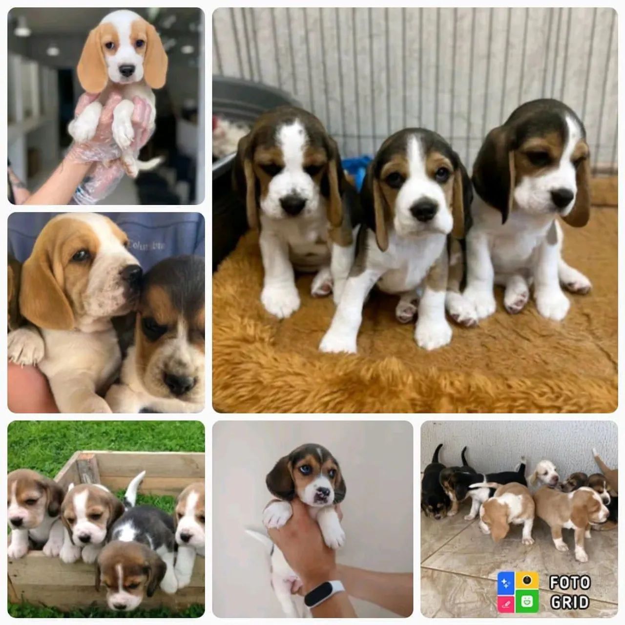 Filhotes de Beagle 