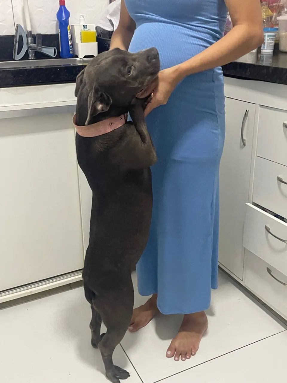 Filhote de American bully / pitbull  - Foto 5