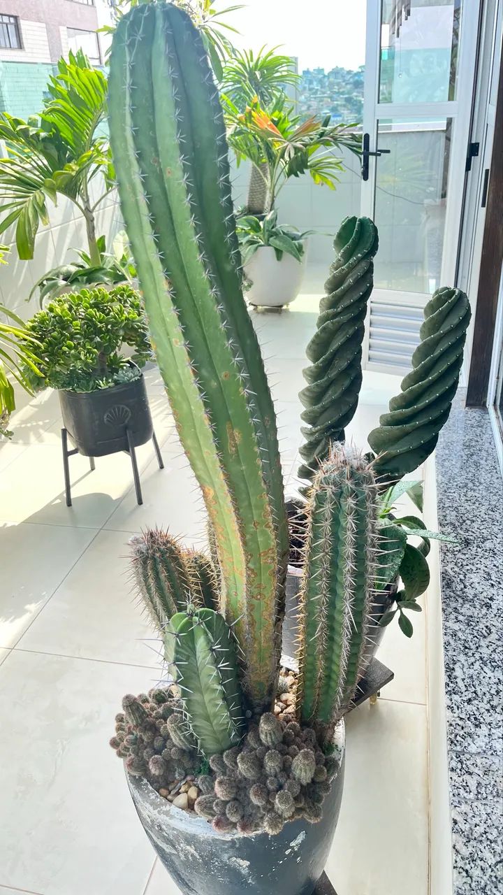 Cactos diversos - Foto 3