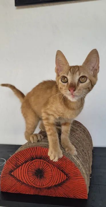 Gatinho laranja para adoção responsável. 