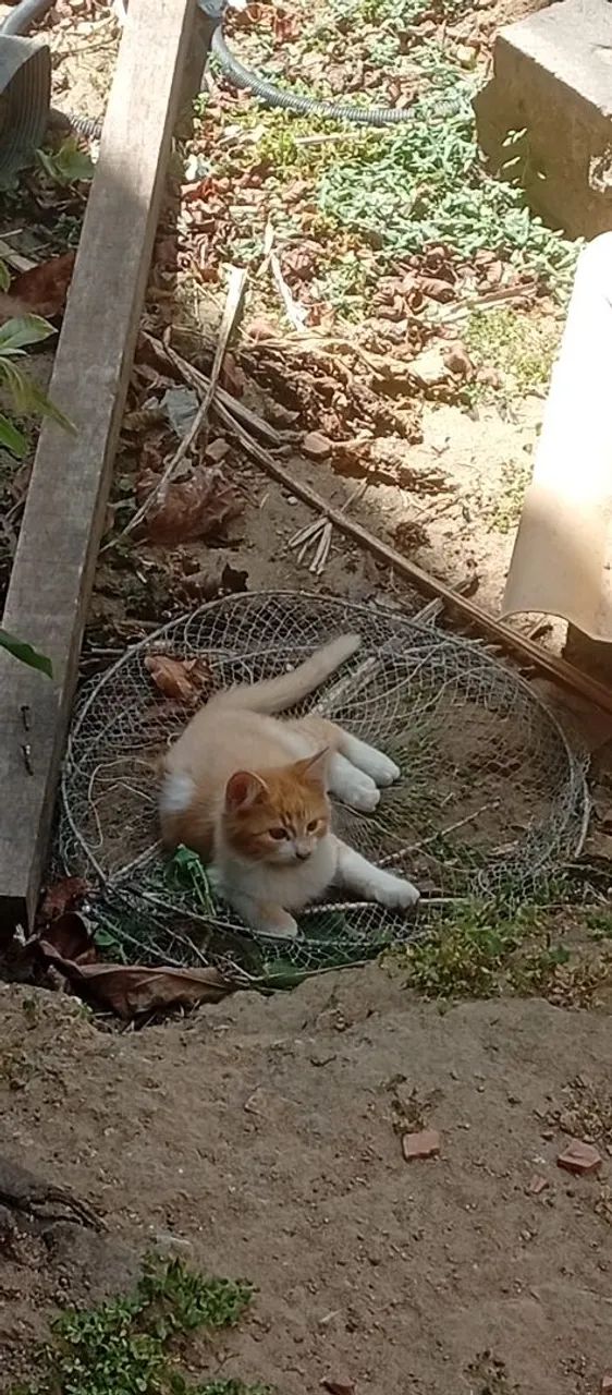 Filhote de gato  - Foto 2