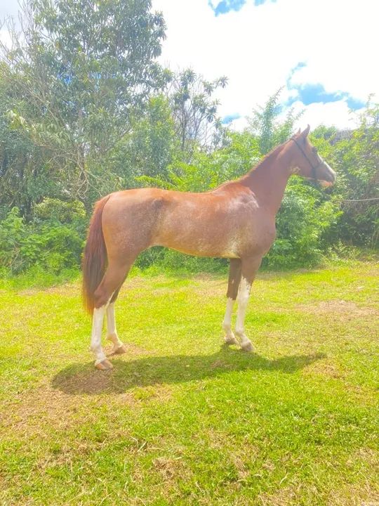 Égua manga larga top na marcha novinha  - Foto 4