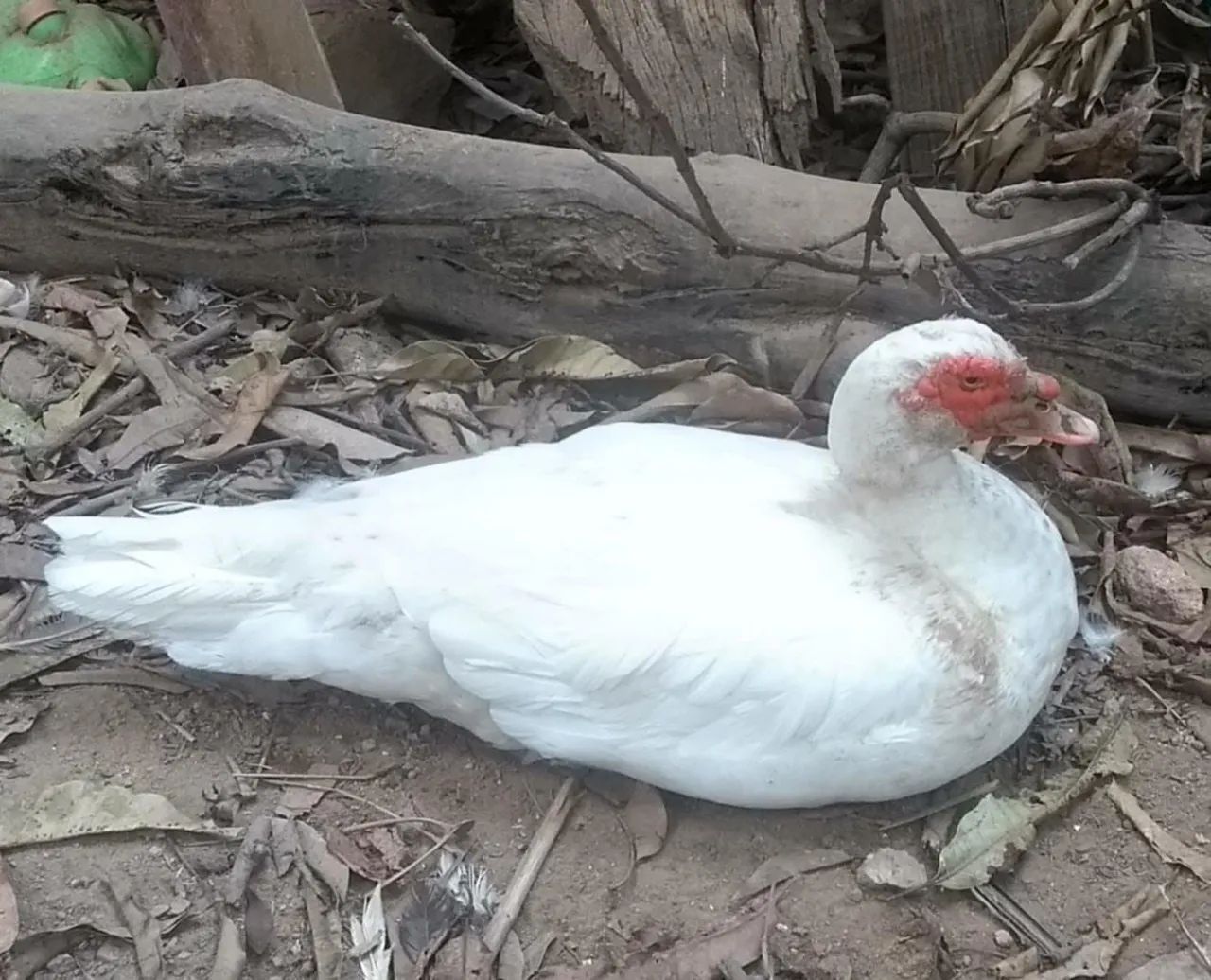 PATO ALEMÃO GIGANTE  - Foto 3