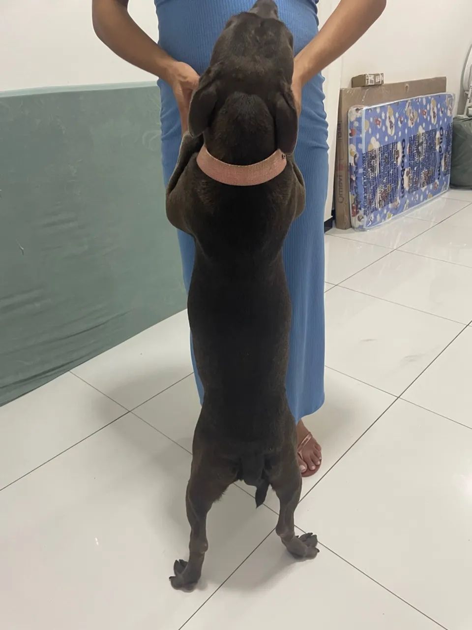 Filhote de American bully / pitbull  - Foto 4