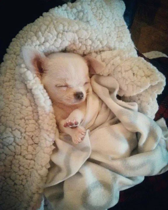 Chihuahua filhote fêmea  - Foto 4