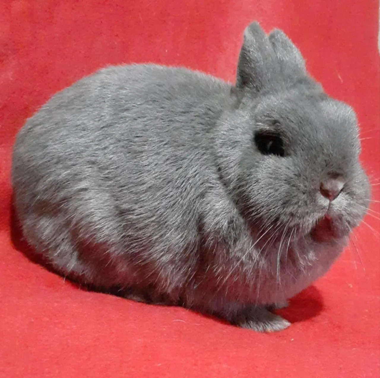 Fêmeas mini coelho anão netherland dwarf linhagem importada