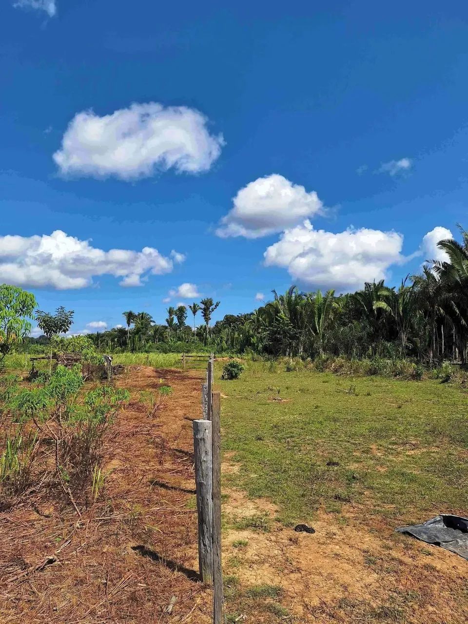 Fazenda pra venda possui 81 hectares em Área Rural de Canutama - Amazonas - AM - Foto 2