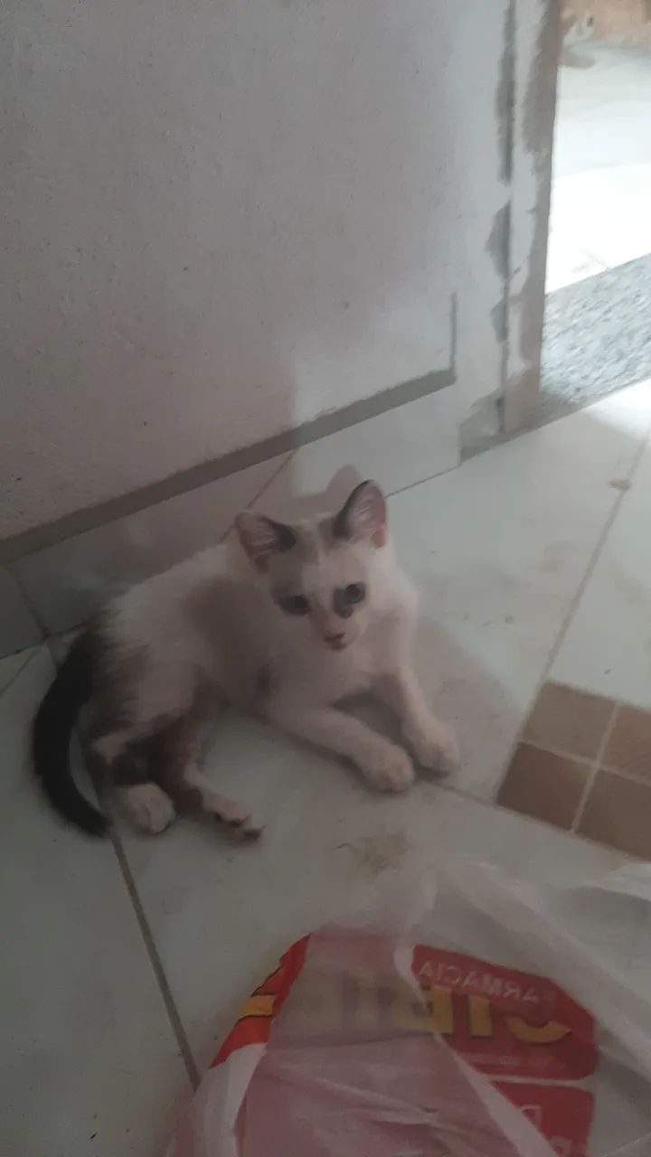 Doação de gatos filhotes - Foto 3