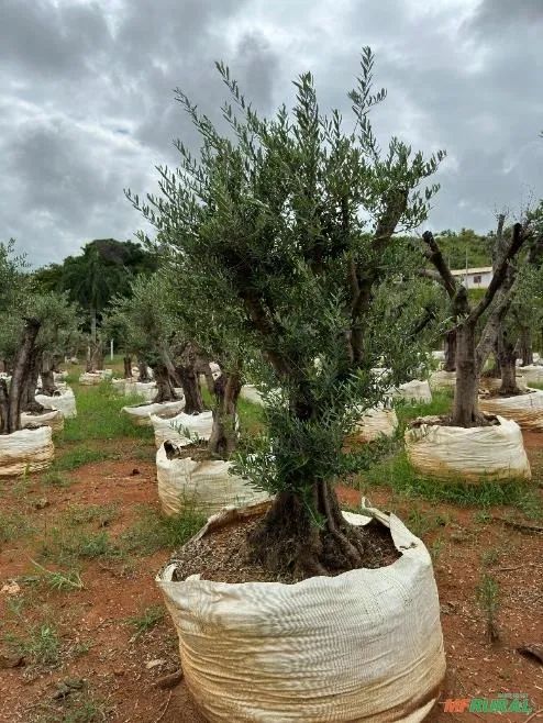 Oliveiras 40 anos de idade