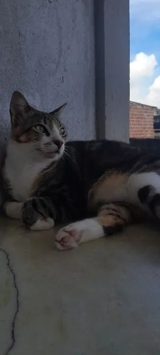 Gato lindo e carinhoso para adoção - Foto 3