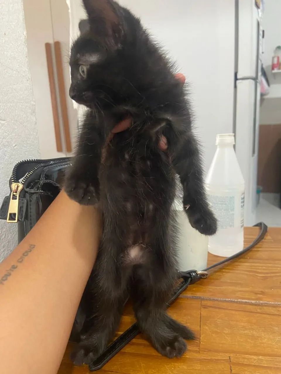 Adoção responsável fêmea  - Foto 6