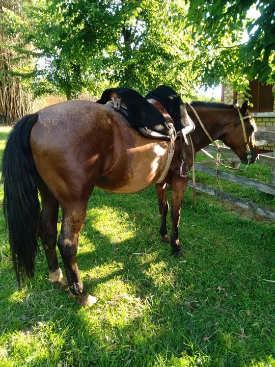 BARBADA, LINDO CAVALO, CONFIRMADO, DE LAÇO, ENCILHADO - Foto 3