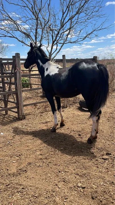 Potra paint horse  - Foto 3