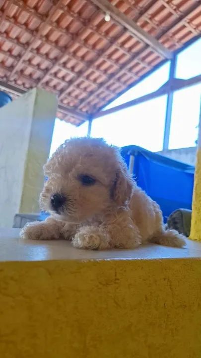 Poodle toy  - Foto 2