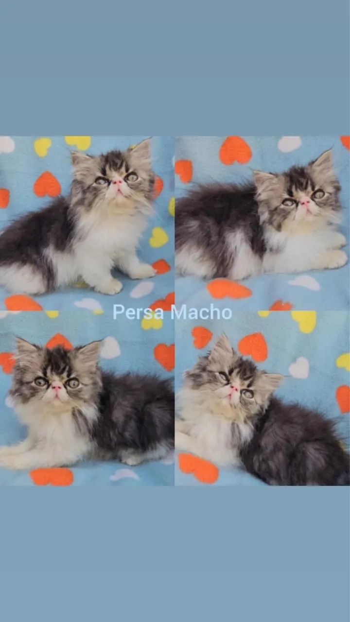 Persas, Exóticos e Himalaios Filhotes - Gatil BSB Cat - Foto 2