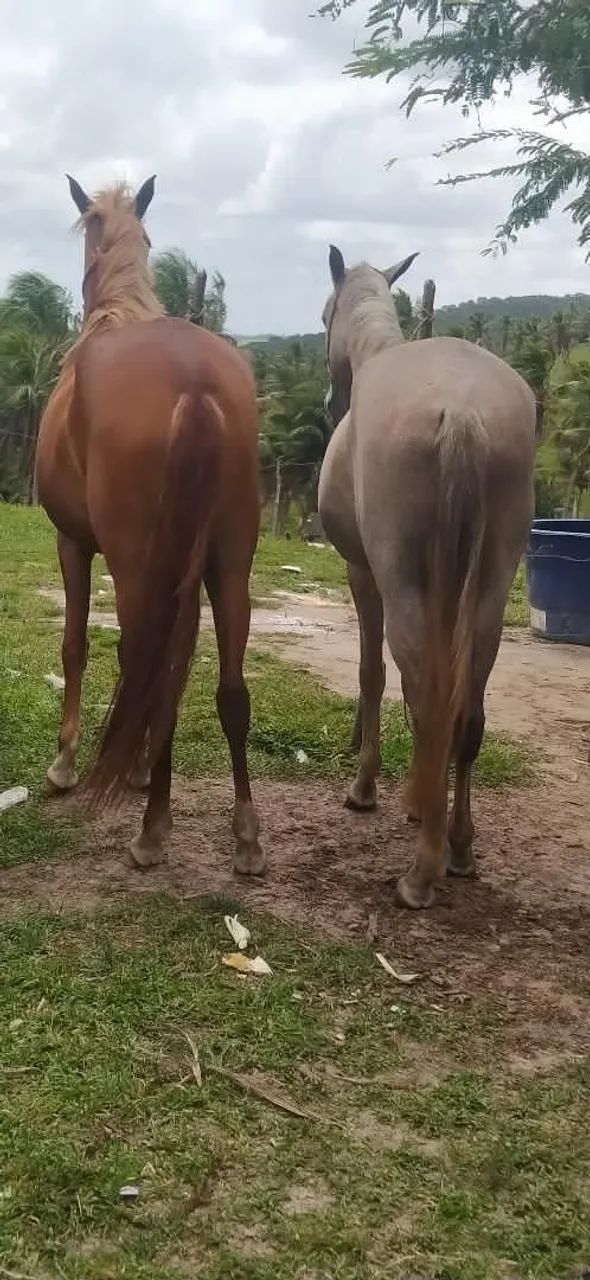 Vende-se cavalo boms - Foto 3