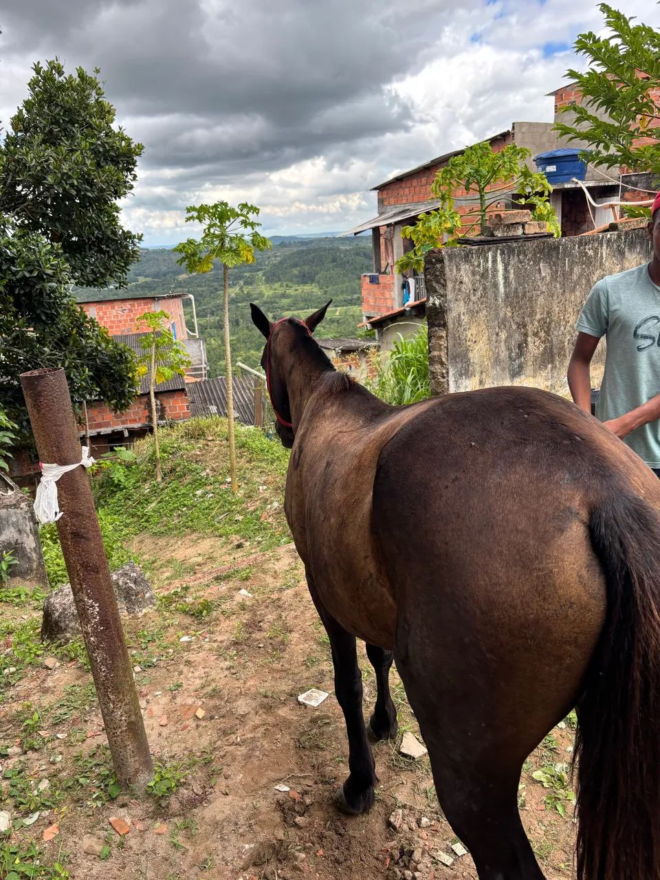 Égua preta  - Foto 3
