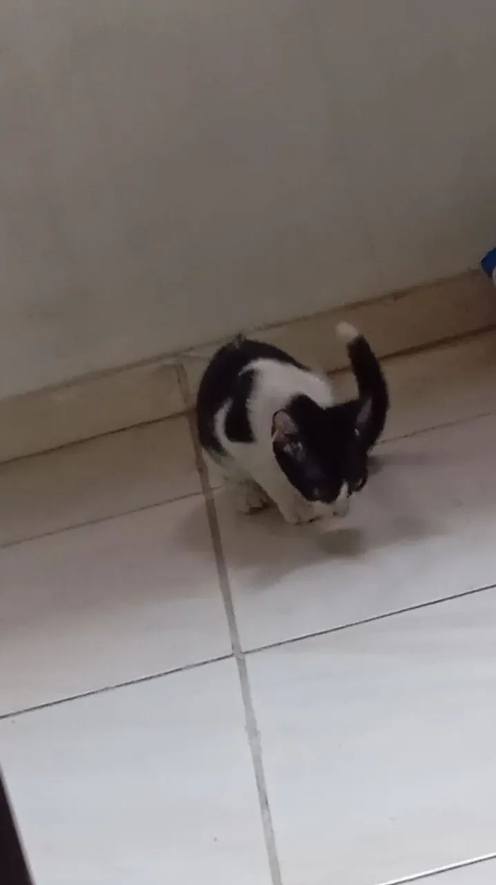 Adoção de gatinha
