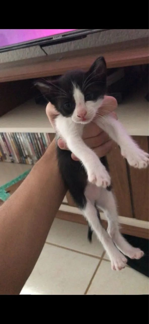 Gatinhos com 02 meses Ajuda pfv ? - Foto 2