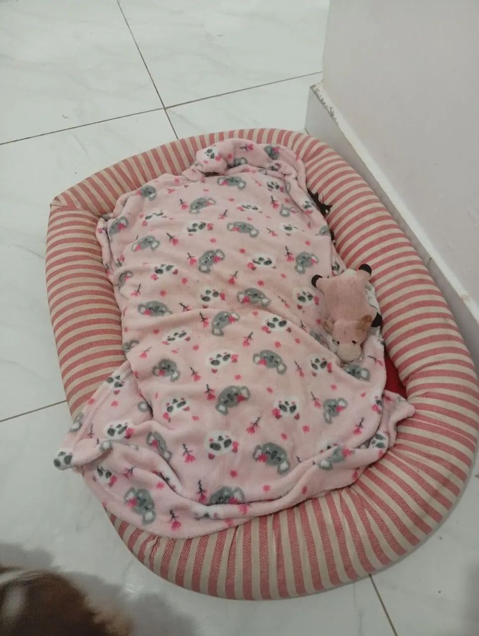 Caminha pet  - Foto 2