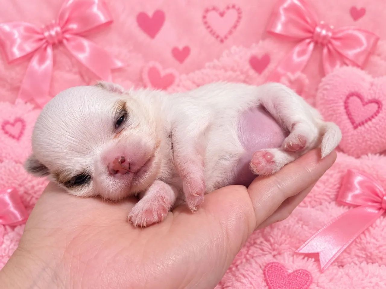 Chihuahua  mini fêmea 