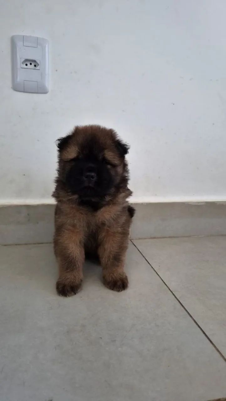 Filhotes de Chow Chow - Foto 2
