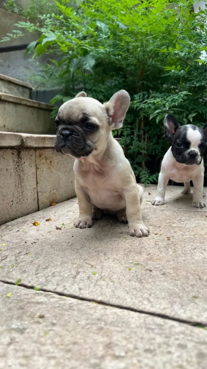 Bulldog Francês à pronta entrega! - Foto 2